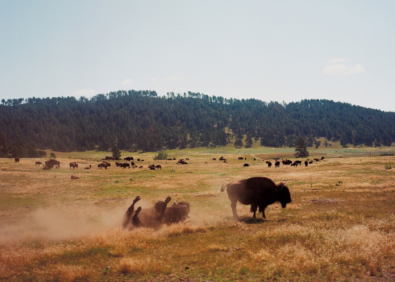 Buffalo in field by Evan Benally Atwood