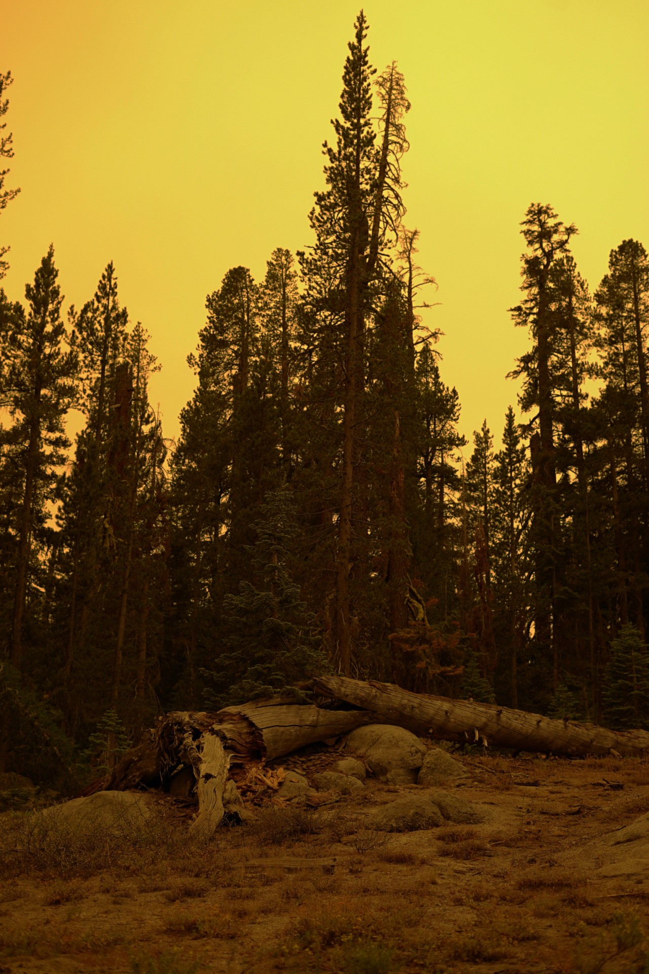 Creek Fire in California by Aditi Mayer