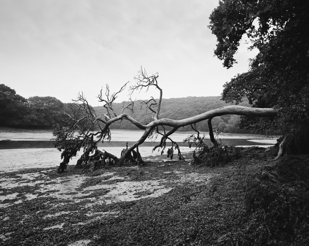 Fallen tree on beach in Cornwall by Ben Toms