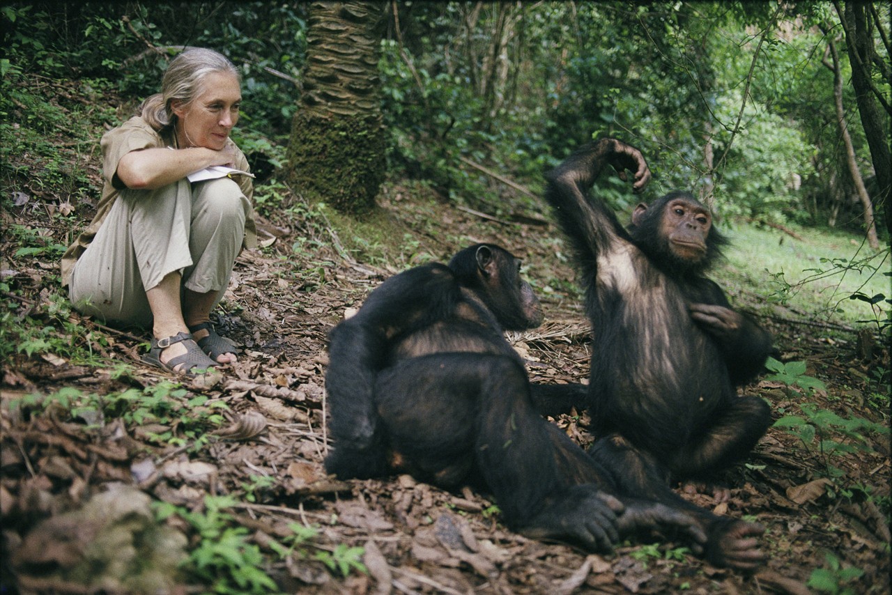 Jane Goodall