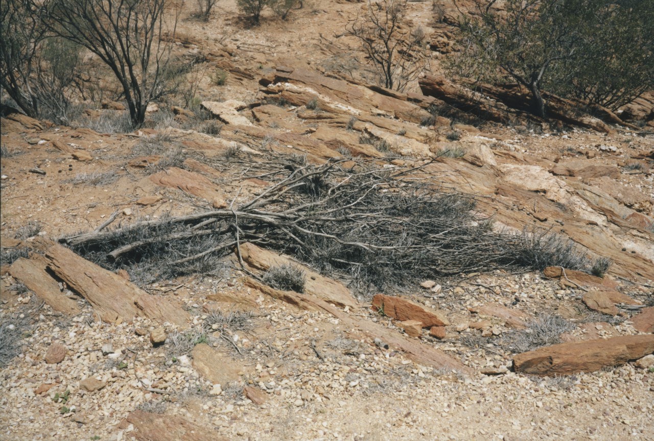 Australia Watarrka National Park by Laurence Ellis