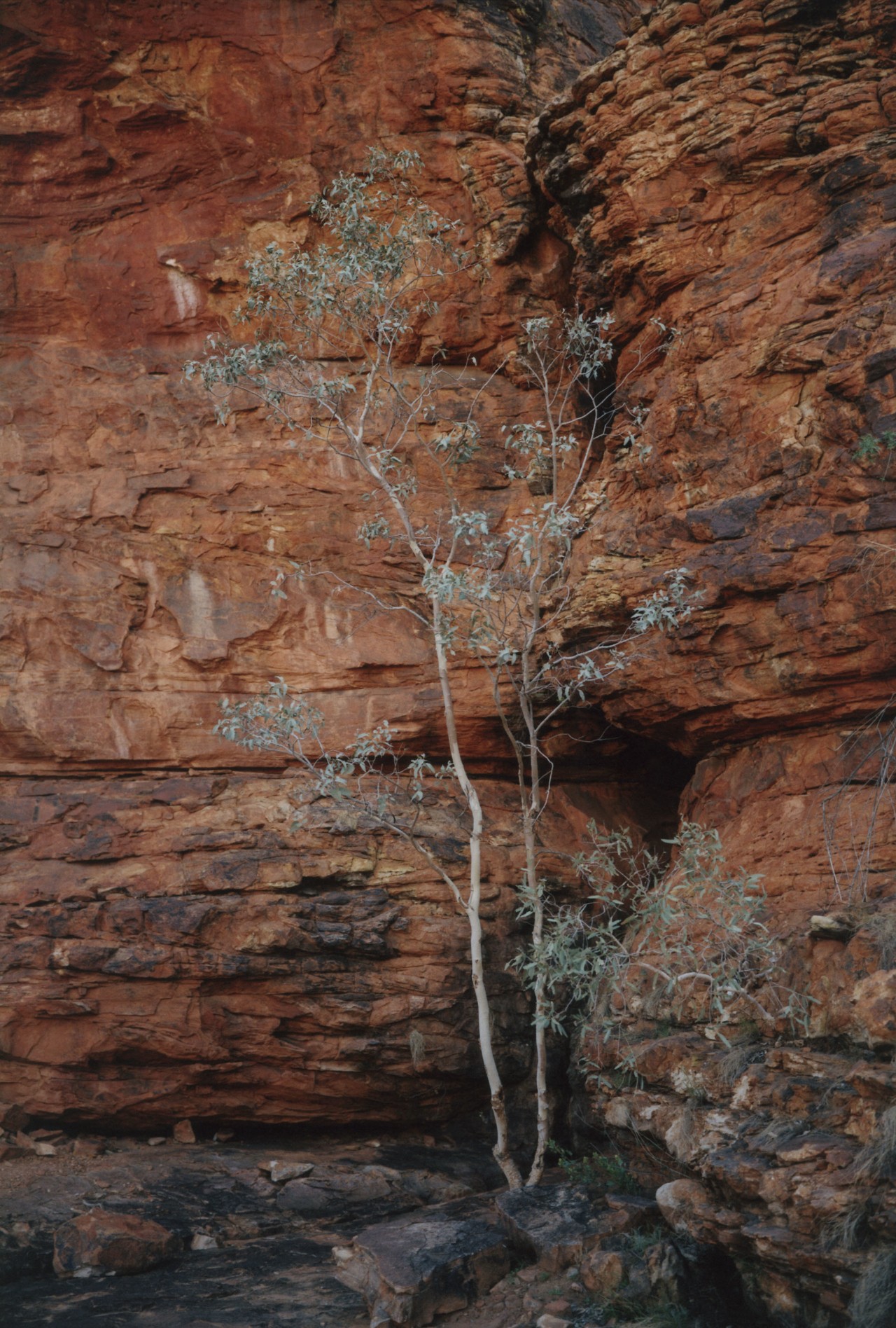 Australia Watarrka National Park by Laurence Ellis