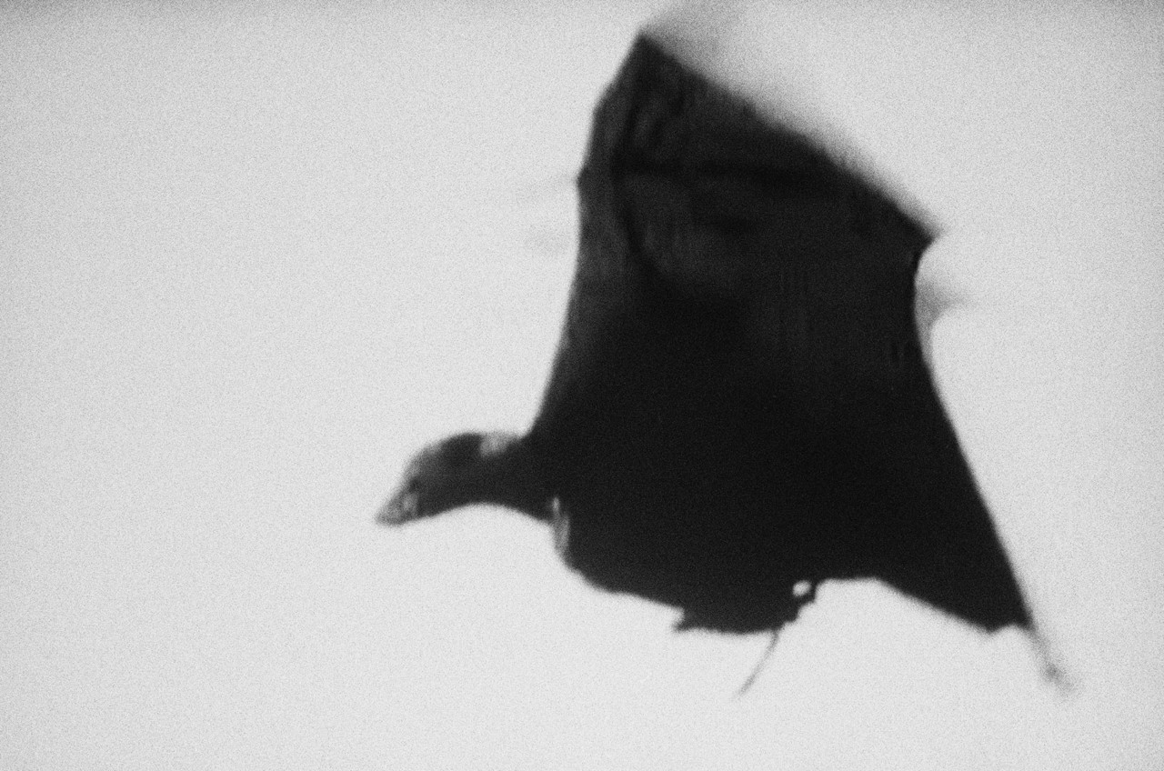 Flying bat by Alexandra Leese