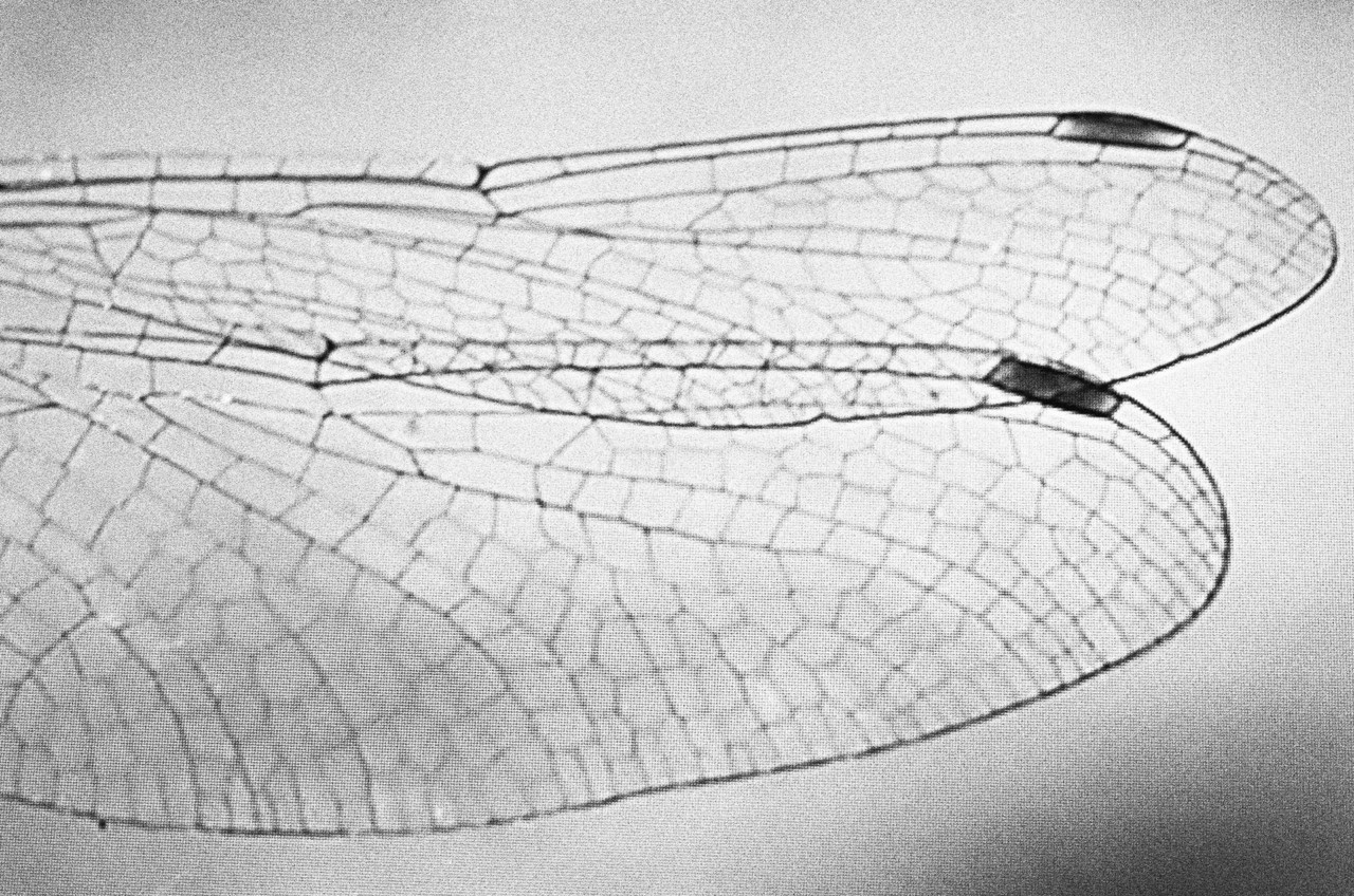 Bug wing by Alexandra Leese