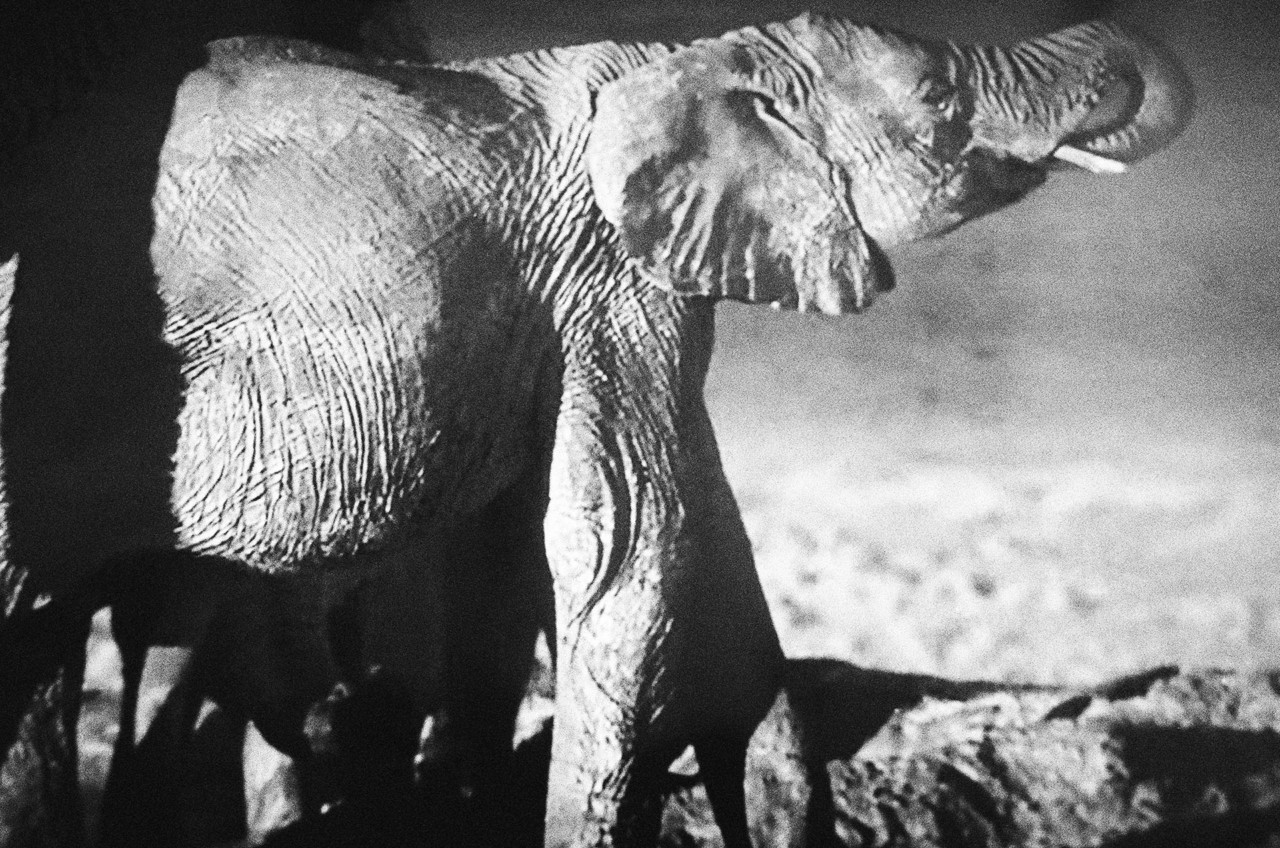 Elephant by Alexandra Leese