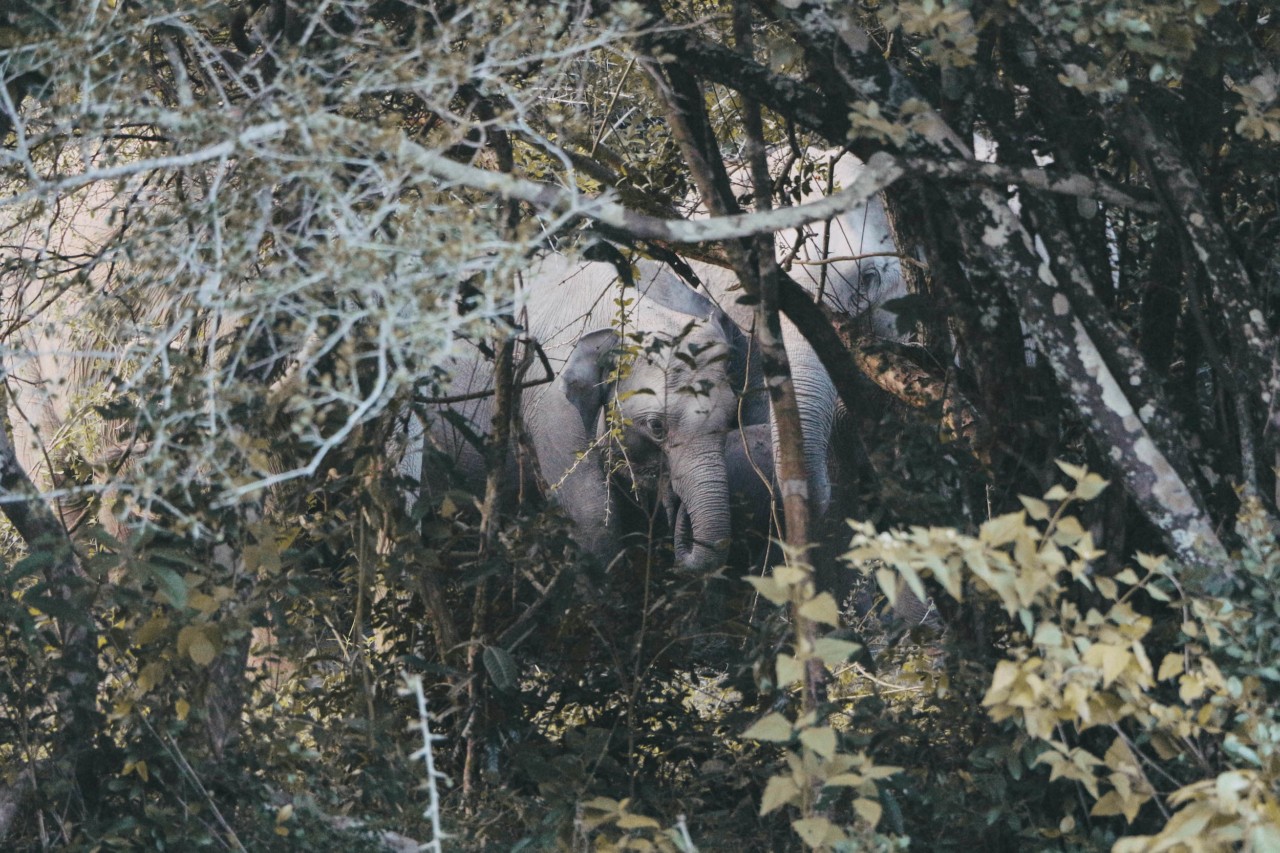 The Secret to Saving Asian Elephants? Oranges