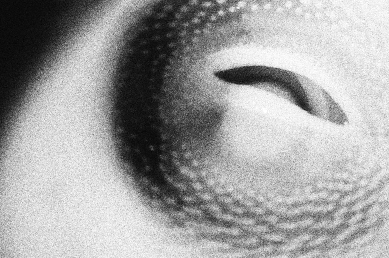Eye by Alexandra Leese