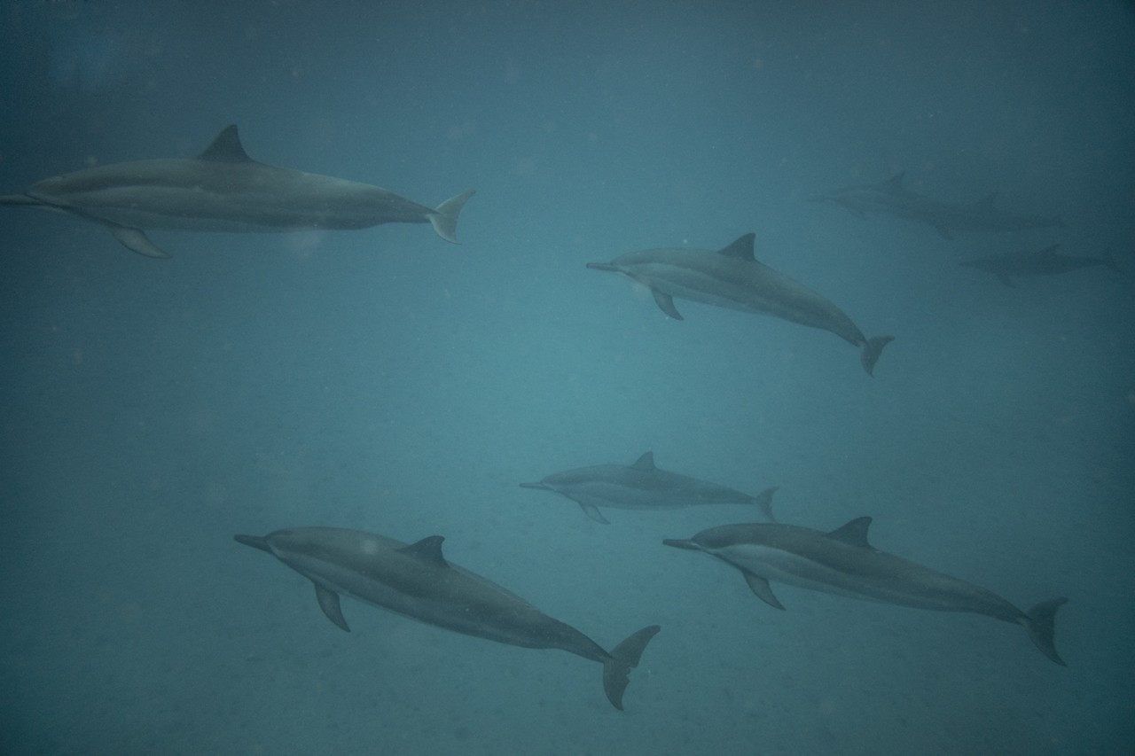 Hawaii dolphins by Vava Ribeiro