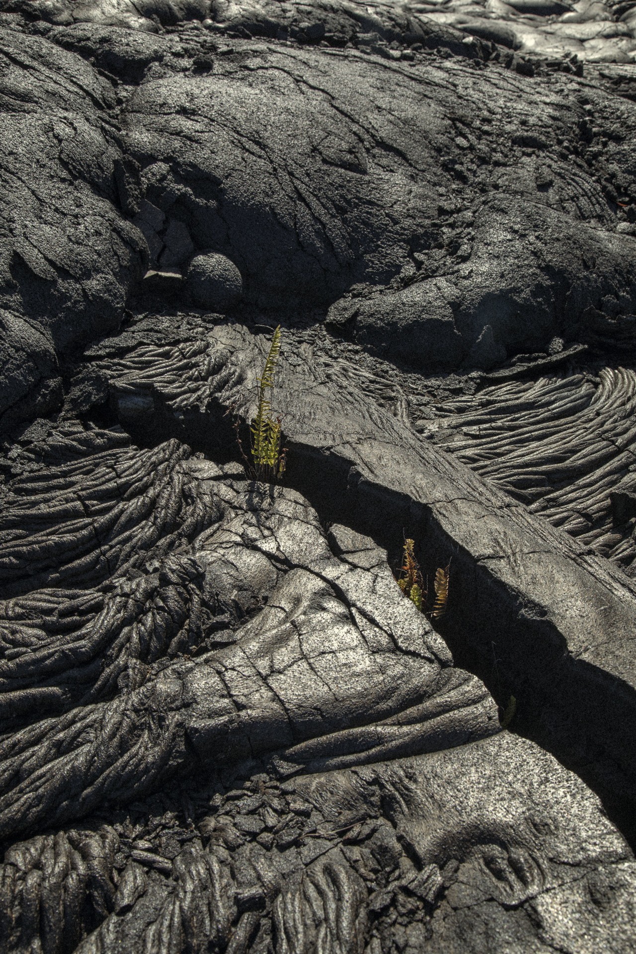Hawaii lava rock by Vava Ribeiro