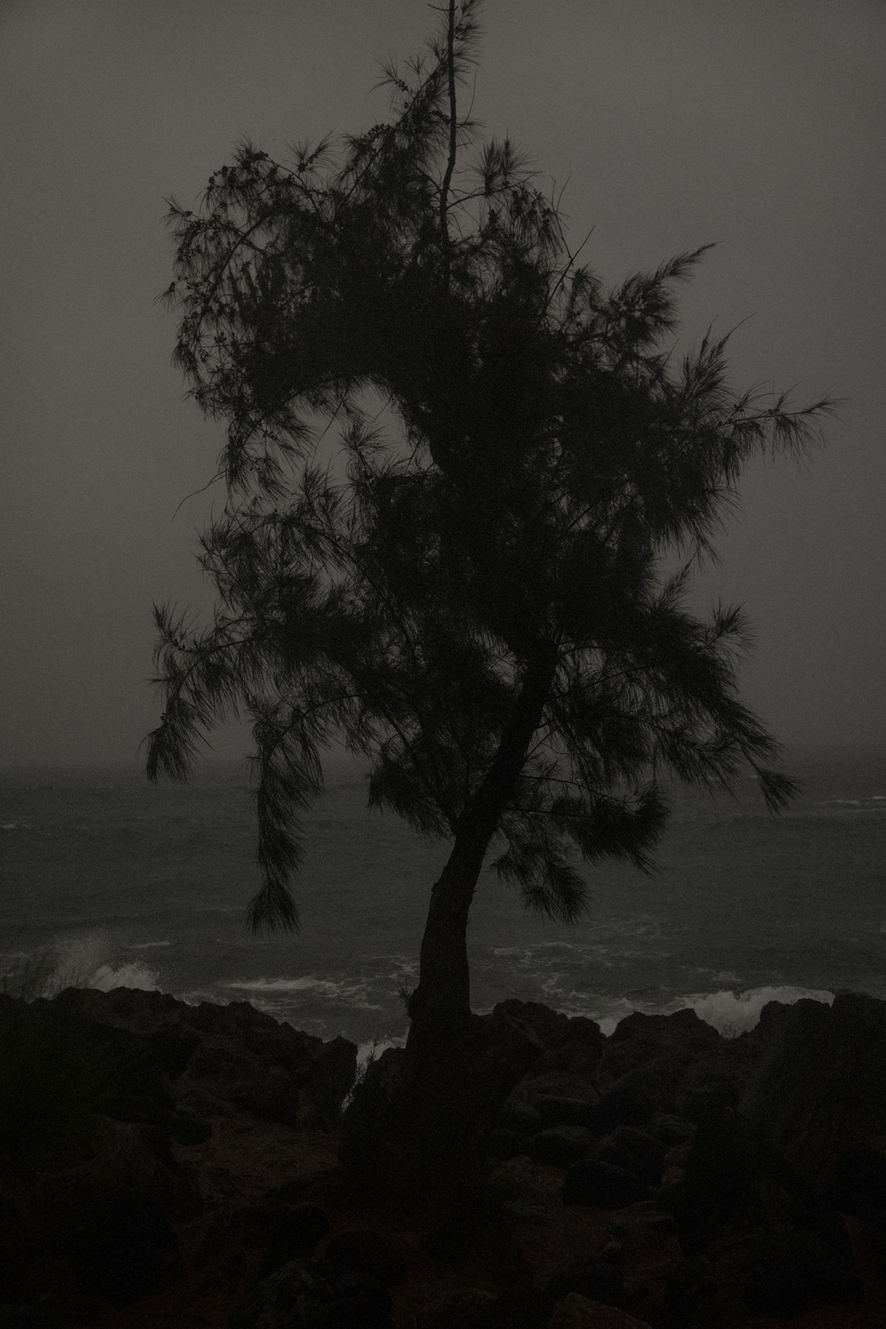 Hawaii tree by Vava Ribeiro