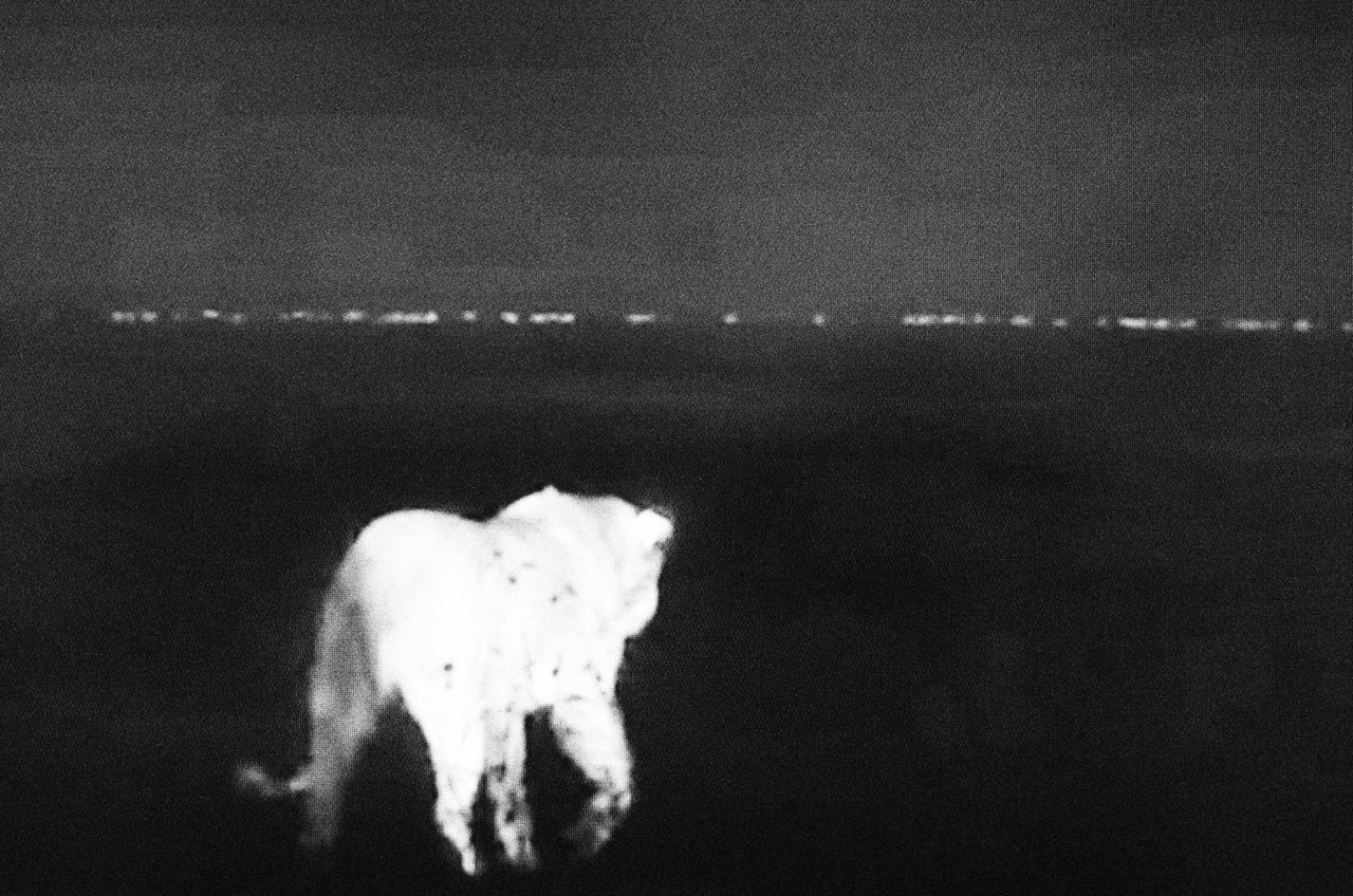 Lion at night by Alexandra Leese