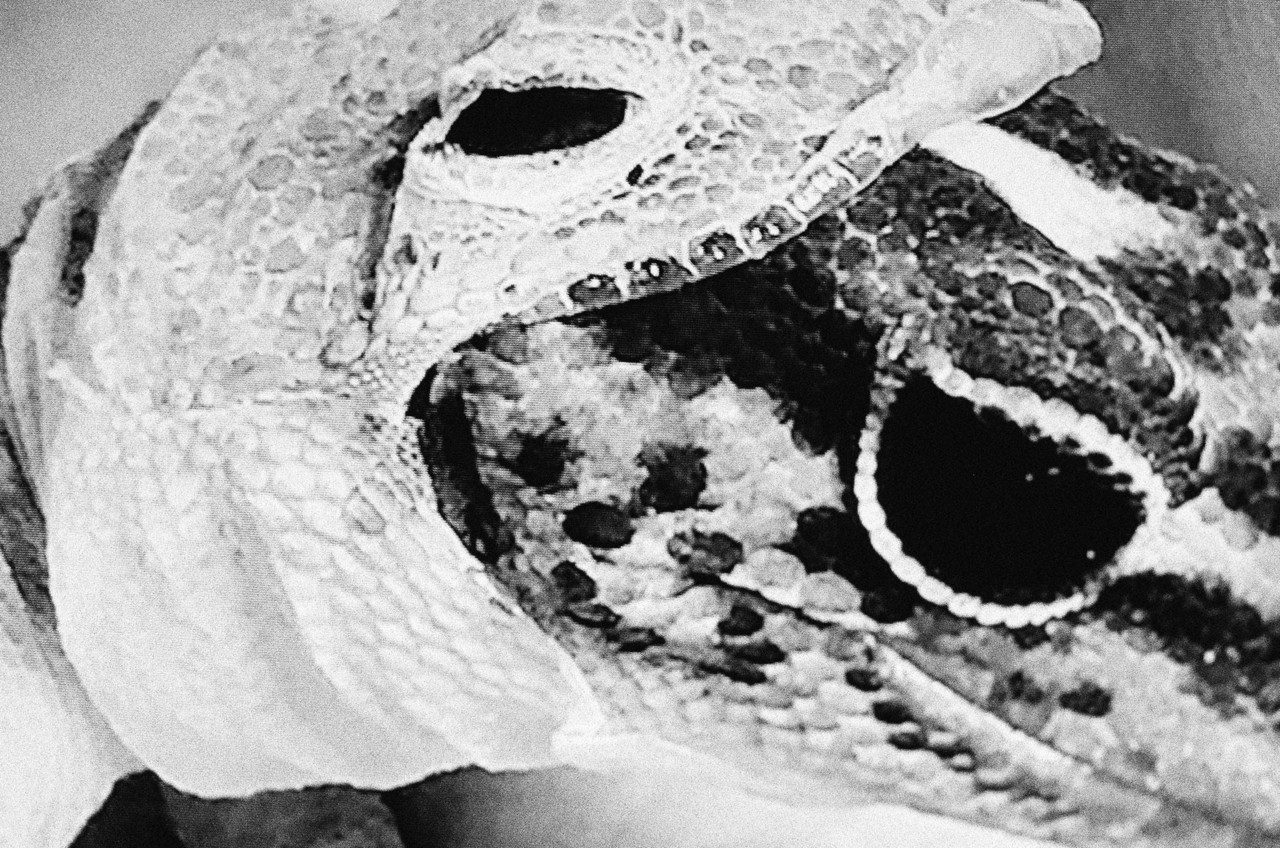 Reptiles by Alexandra Leese