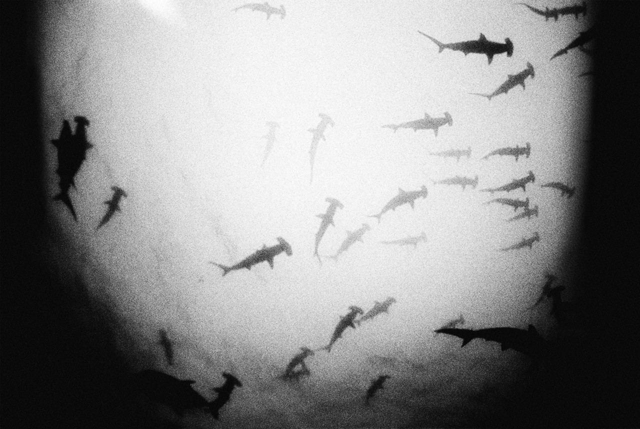 Hammerhead sharks by Alexandra Leese