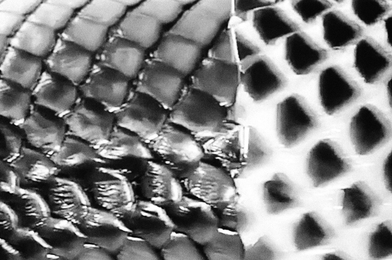 Snake skin by Alexandra Leese