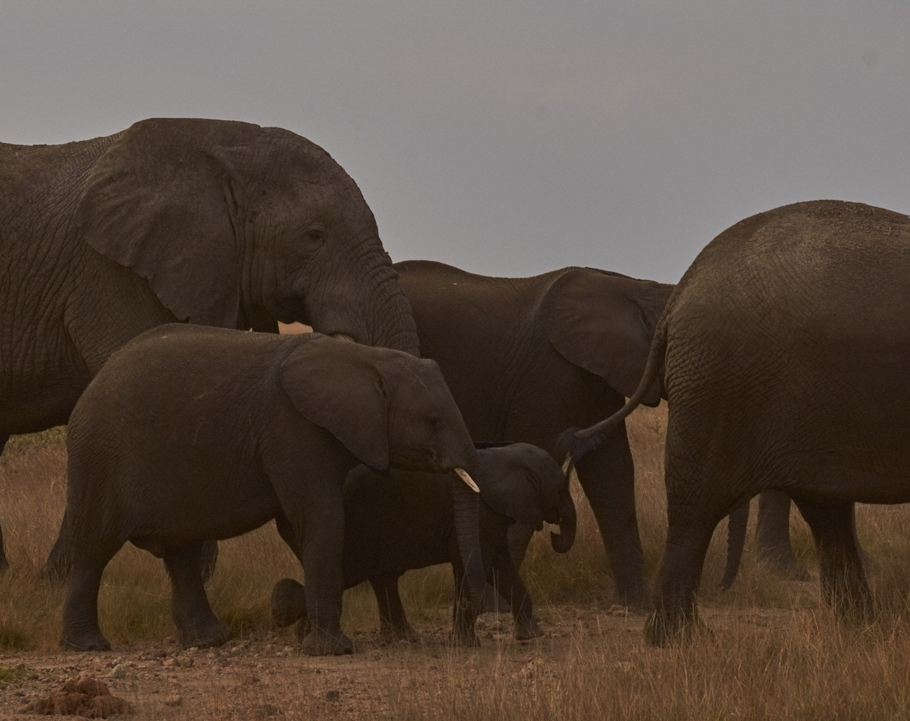 Elephants in Kenya by Brian Siambi