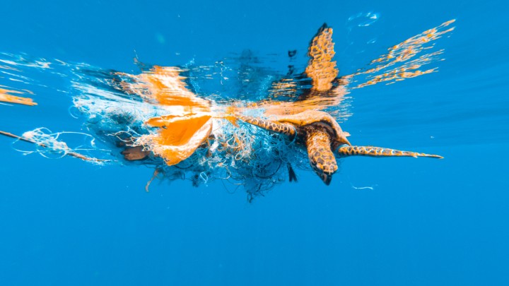 Sea Change: Behind Bahama’s Plastic Ban