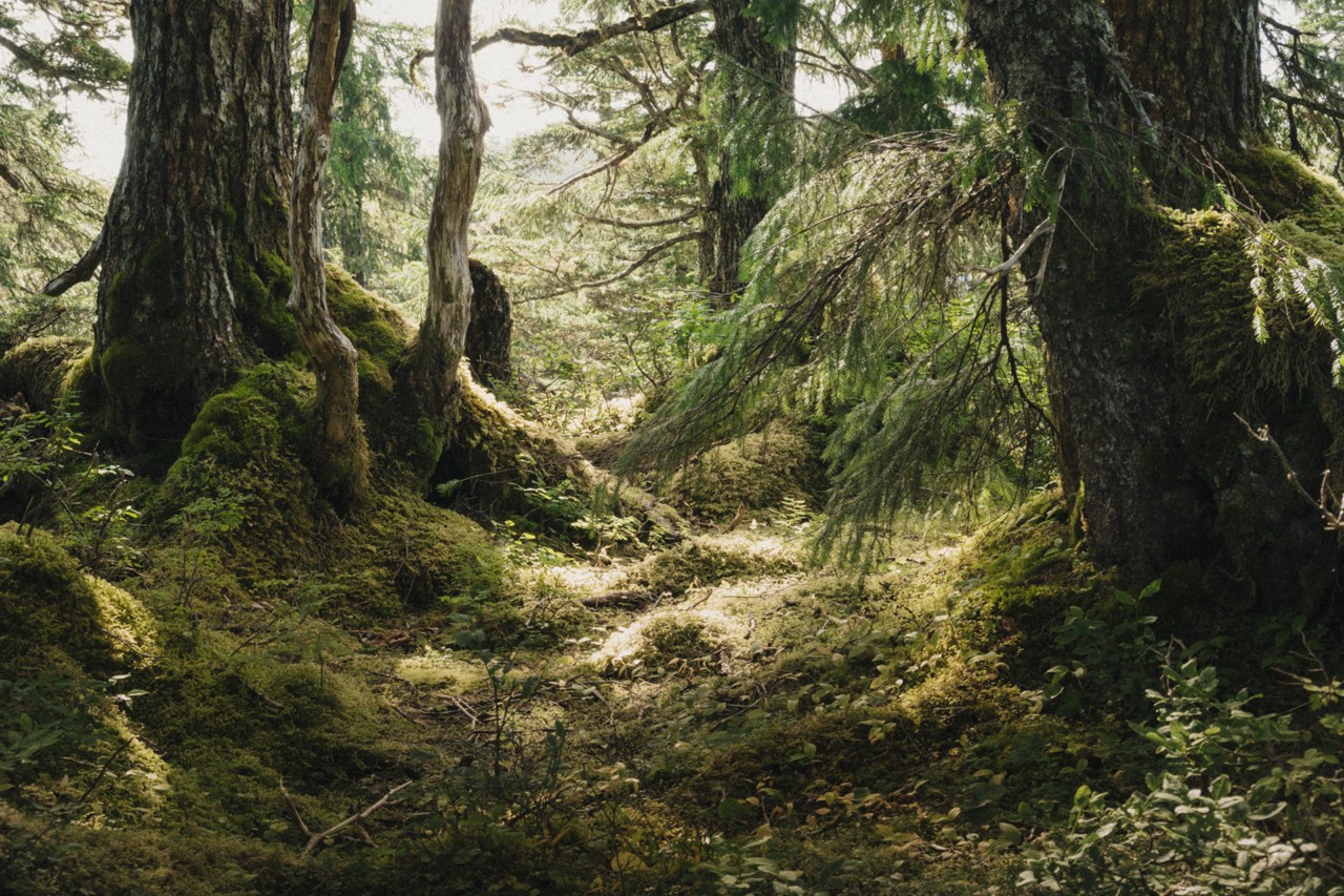 Alaska Tongass National Forest by Daniel Shea