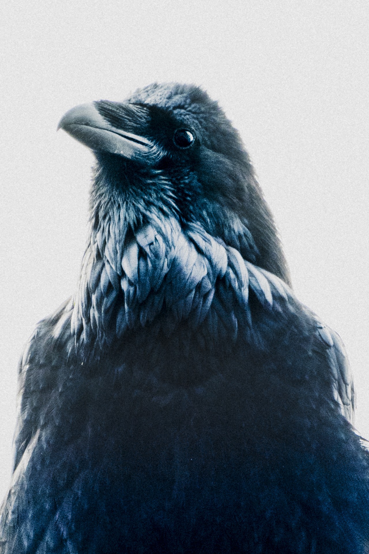 Bird in Alaska Tongass National Forest by Daniel Shea