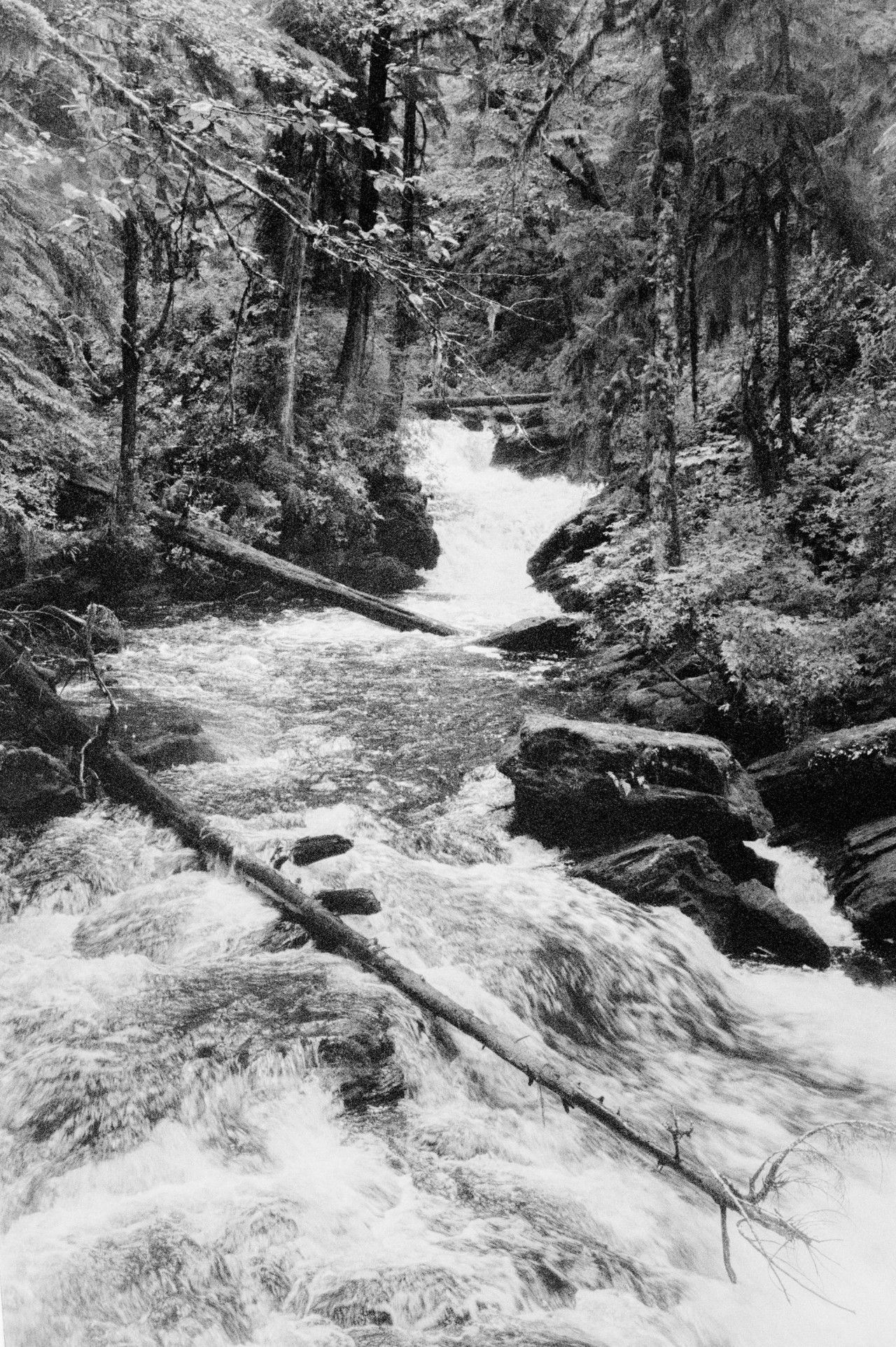 River in Alaska Tongass National Forest by Daniel Shea