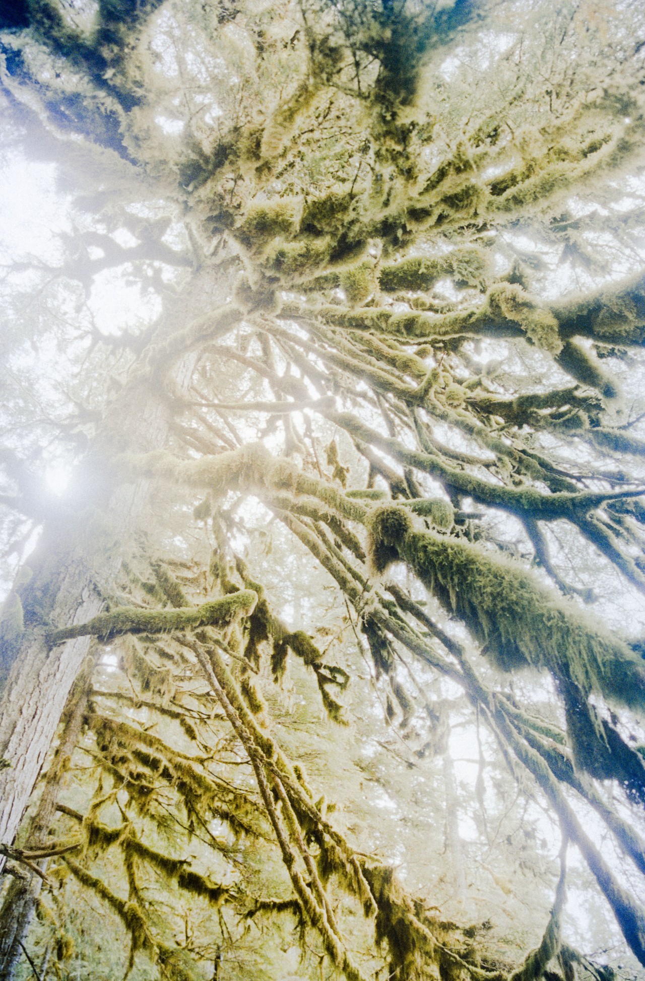 Alaska Tongass National Forest by Daniel Shea