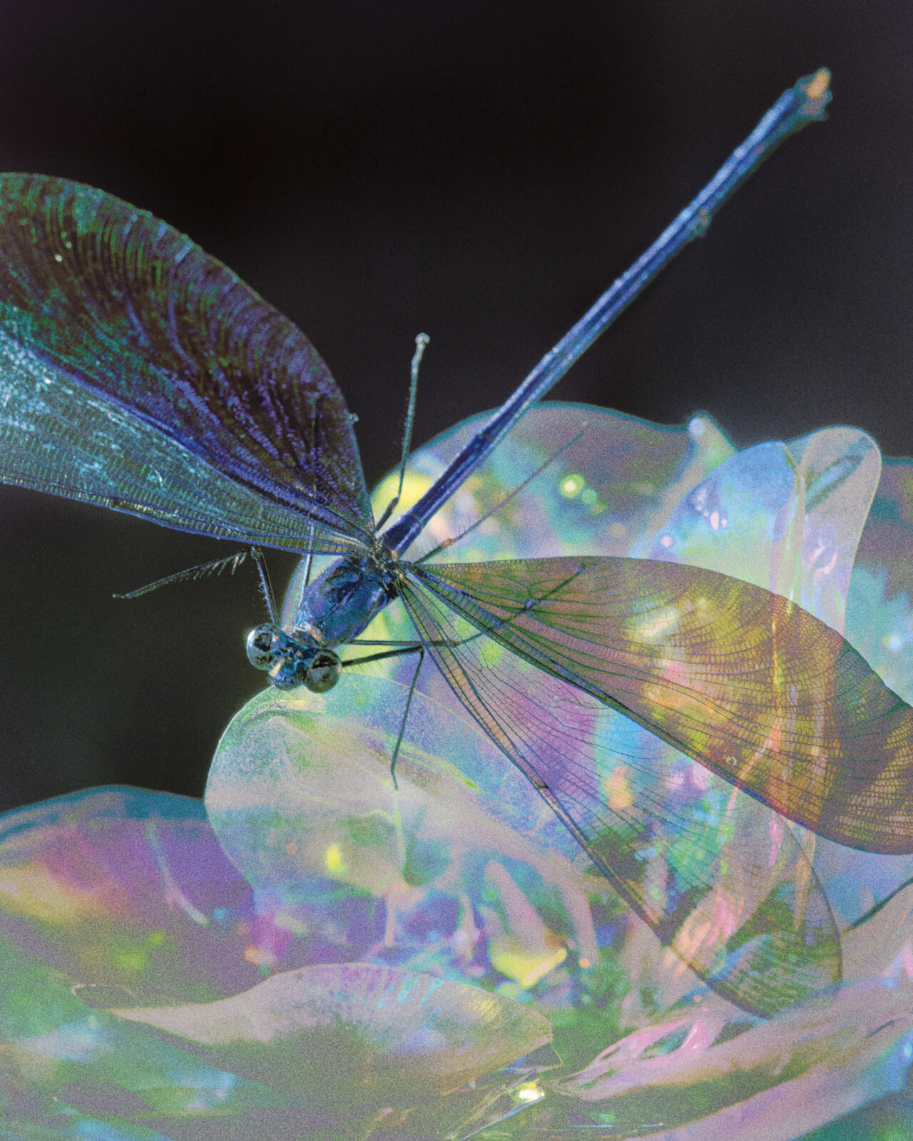 Incomplete Metamorphosis: You Don’t Need a Chrysalis To Transform