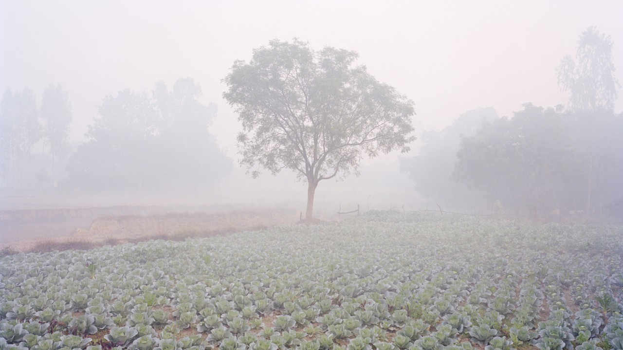 Urban Indians Turn to a Future Rooted in Rural Farming
