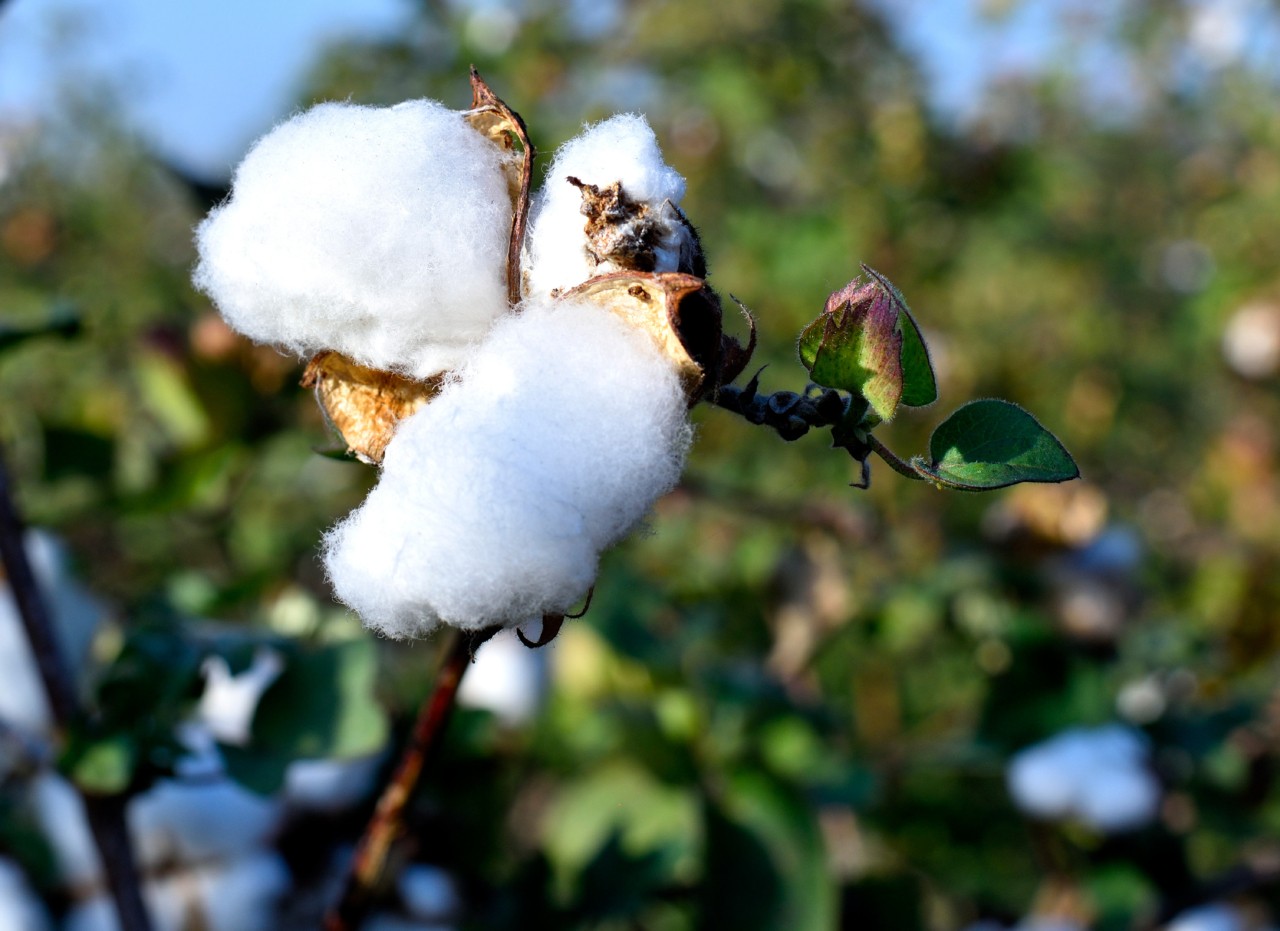 Cotton fields in Amravati, India