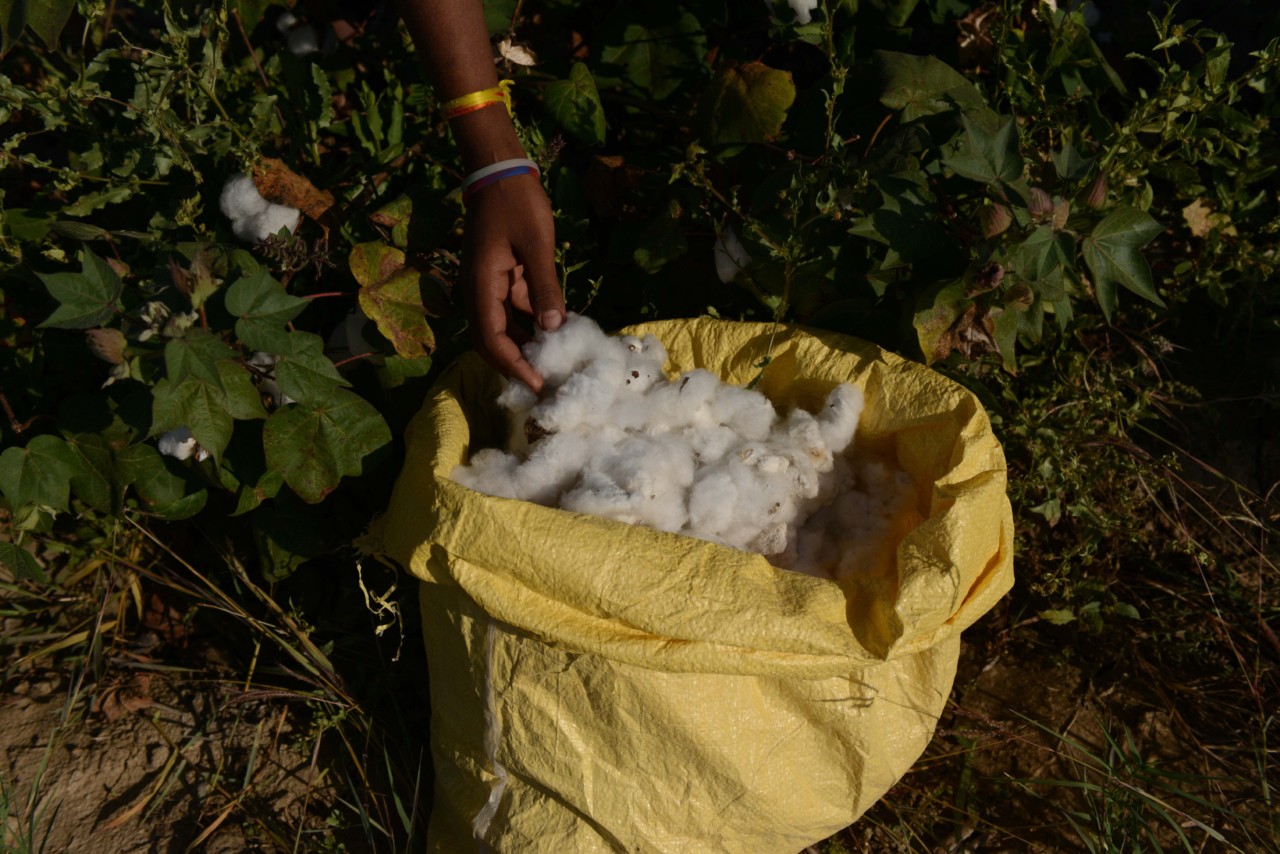Indian farm laborer harvests cotton in a field near Medha village in Kadi Taluka