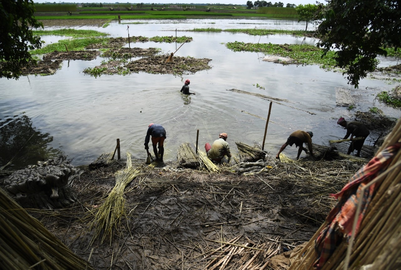 Indian farmers harvest jute fibres at Krishnanagar in Nadia District