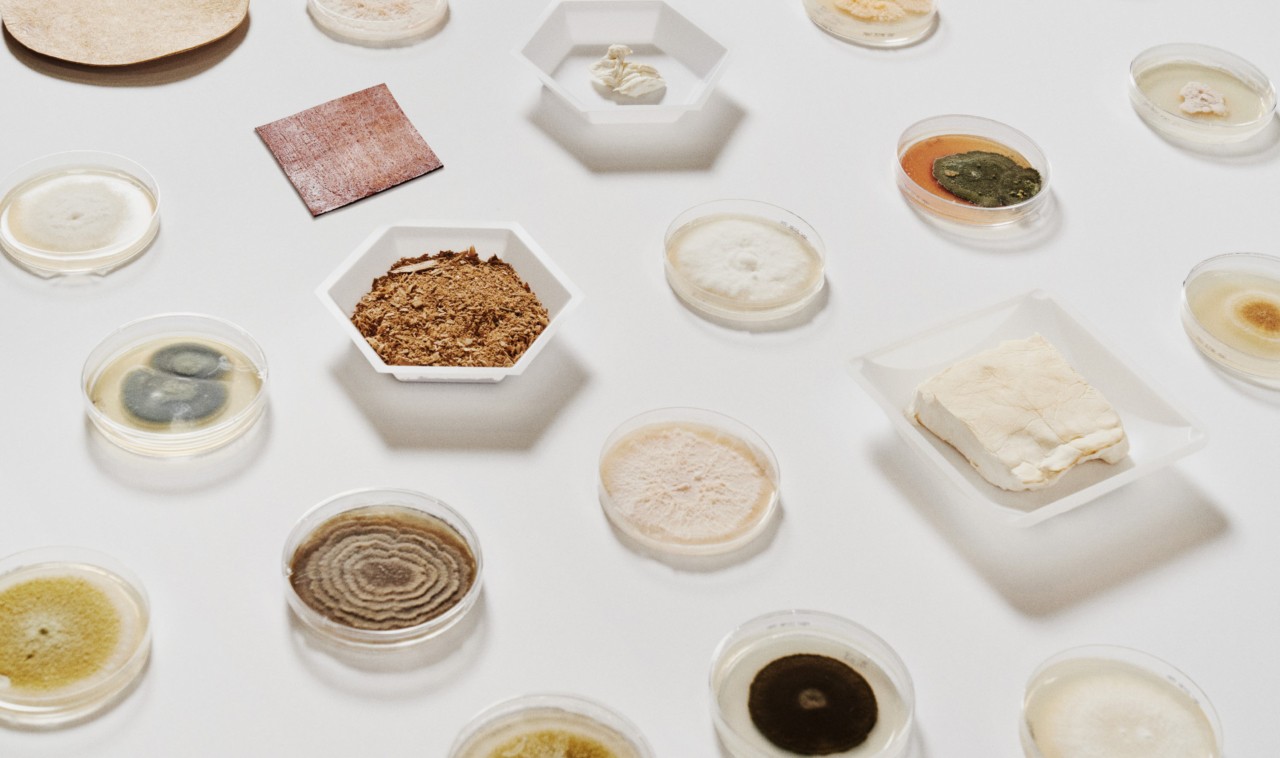 Mylo, mycelium fungi material by Bolt Threads