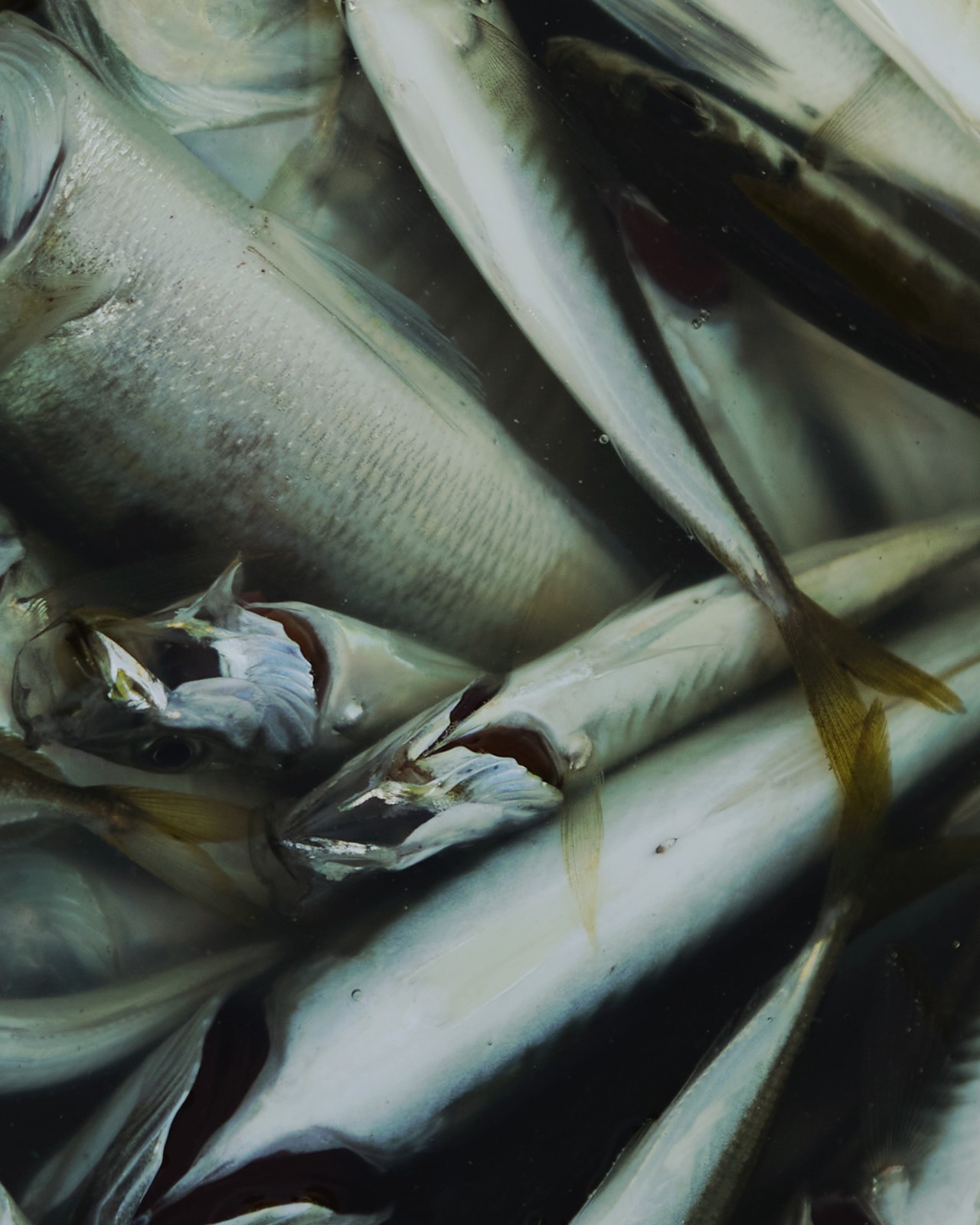 Mackerel fish, Turkey by Can Buyukkalkan
