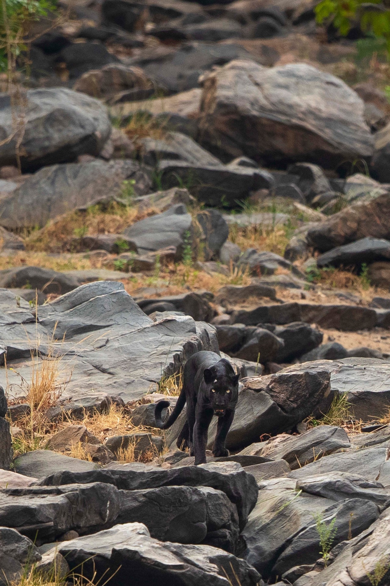 Black jaguar by Yashas Narayan