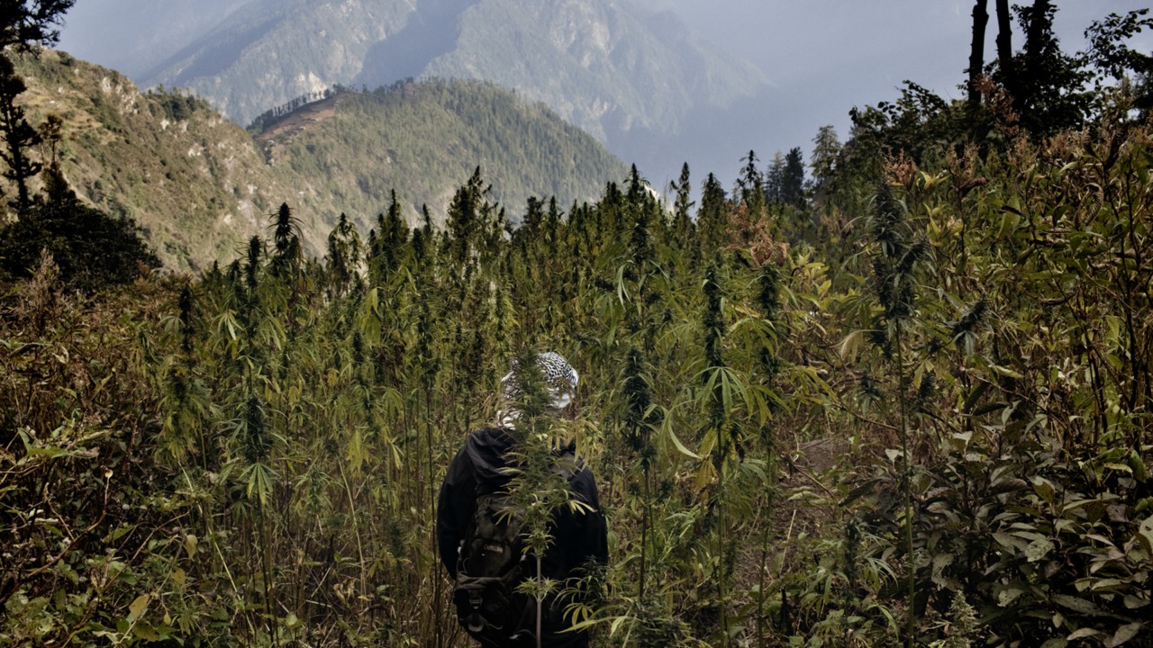 Farmer walks through cannabis field in Himalayas