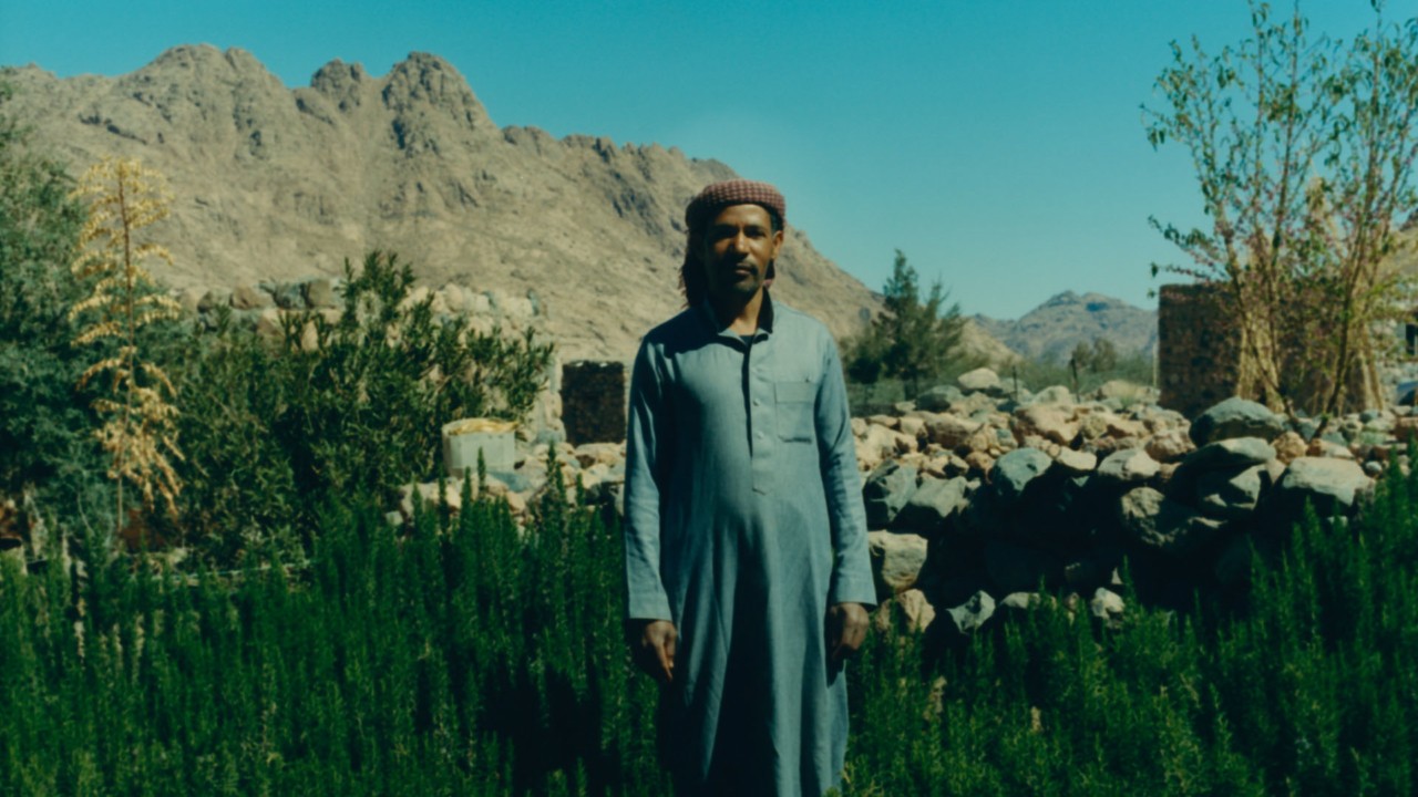 Bedouin Herbalism: Abundance in the Desert