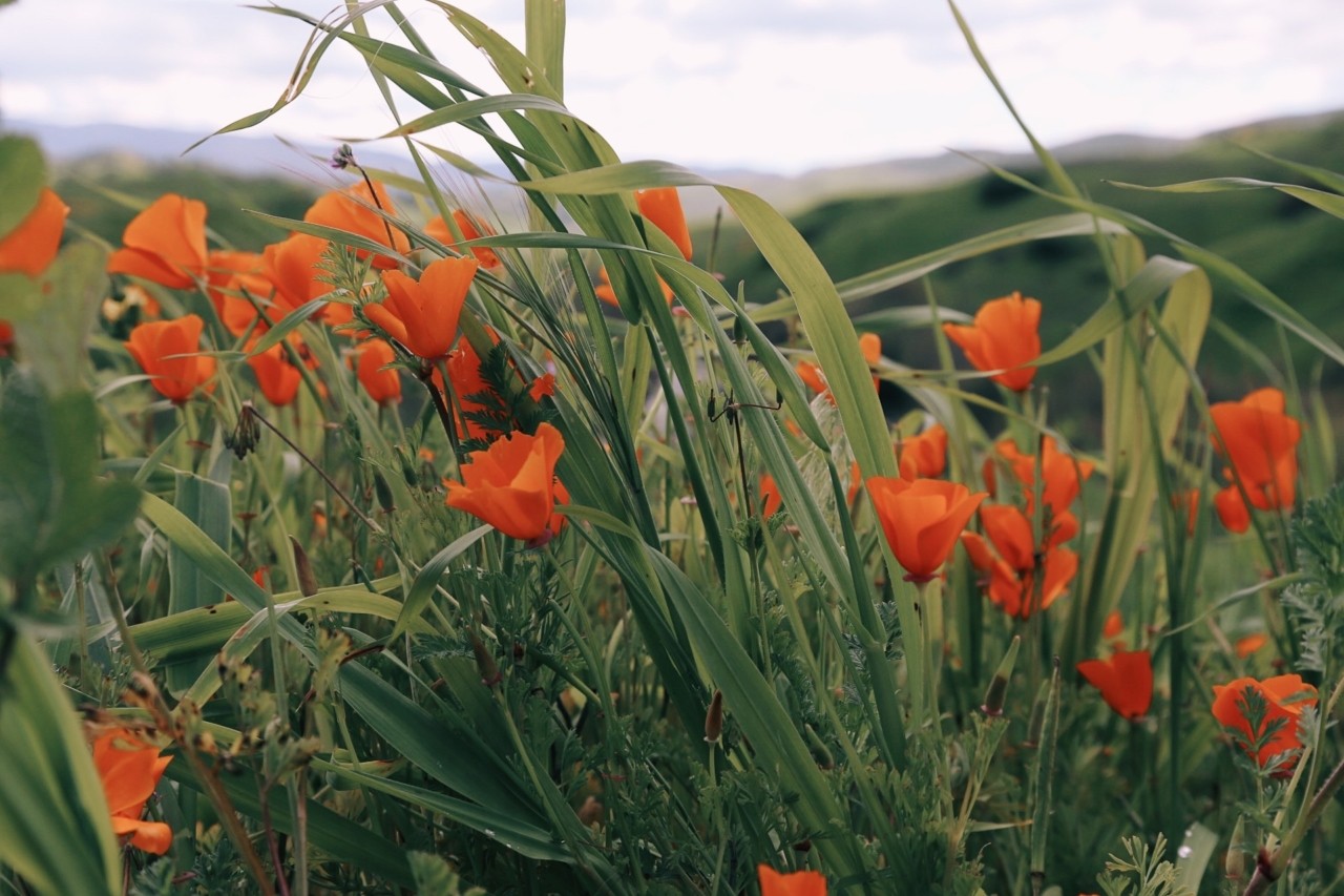 Rachel Cargle and Leah Thomas Talk Black Climate Optimism