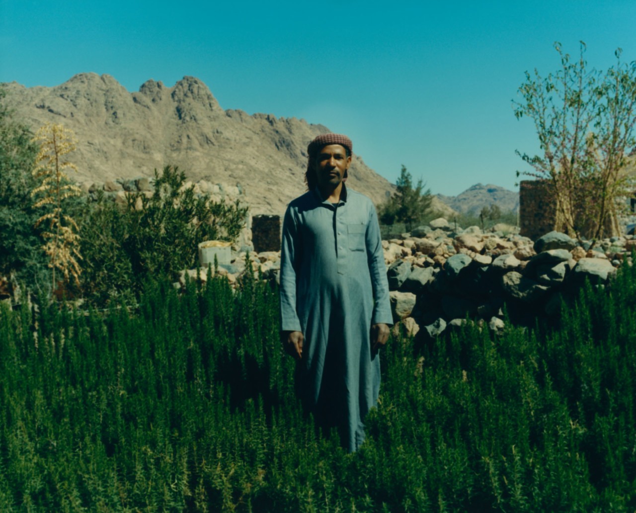 Bedouin Herbalism: Abundance in the Desert