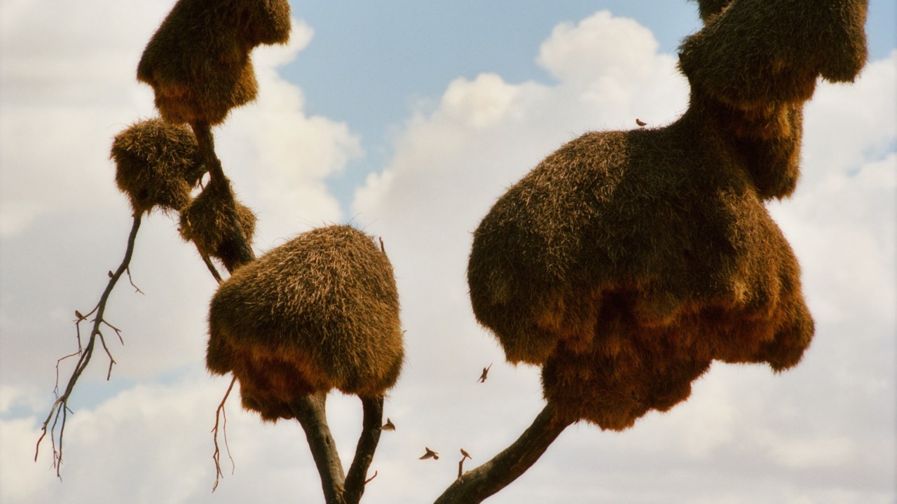 The Desert’s Coolest Commune