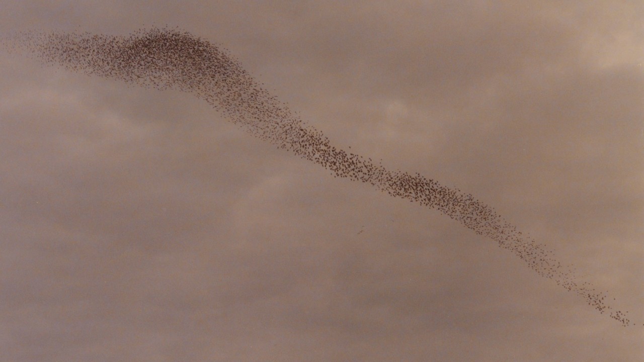 Flight Patterns