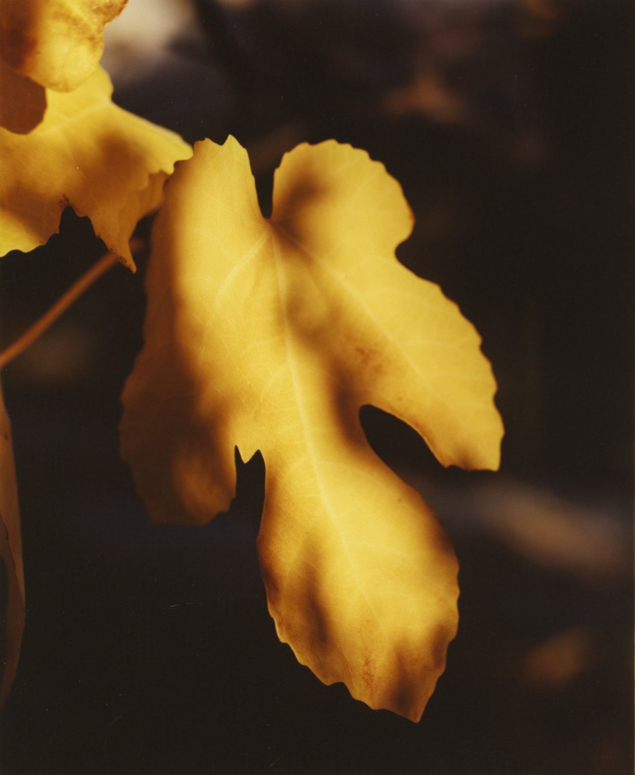 In Season