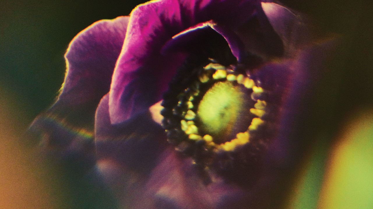A Botanical Ballet in My Abuelita’s Garden