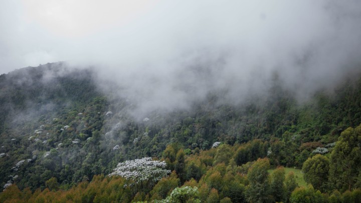 A New Year’s Wish for Peace