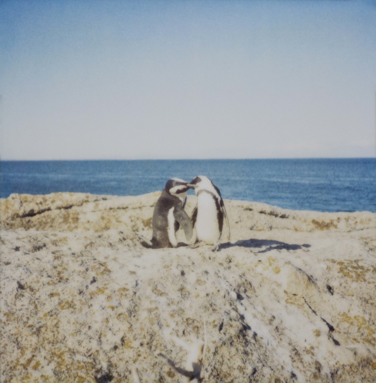 Love Songs for Nature’s Kind