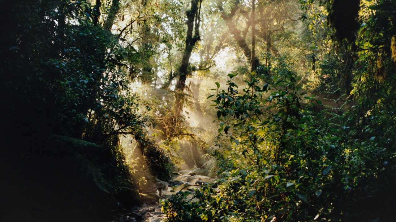 El Bosque