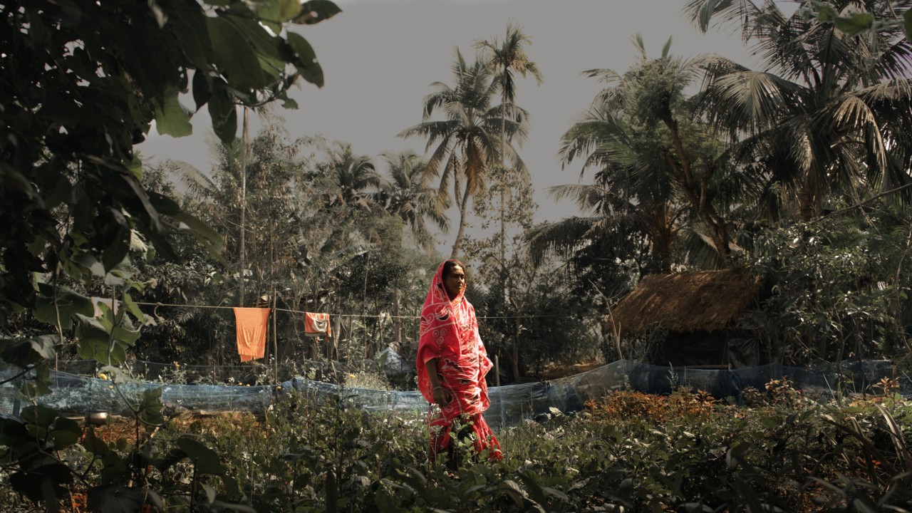 The Tiger Widows of India Conserving the Mangrove Forest Where Their Husbands Died