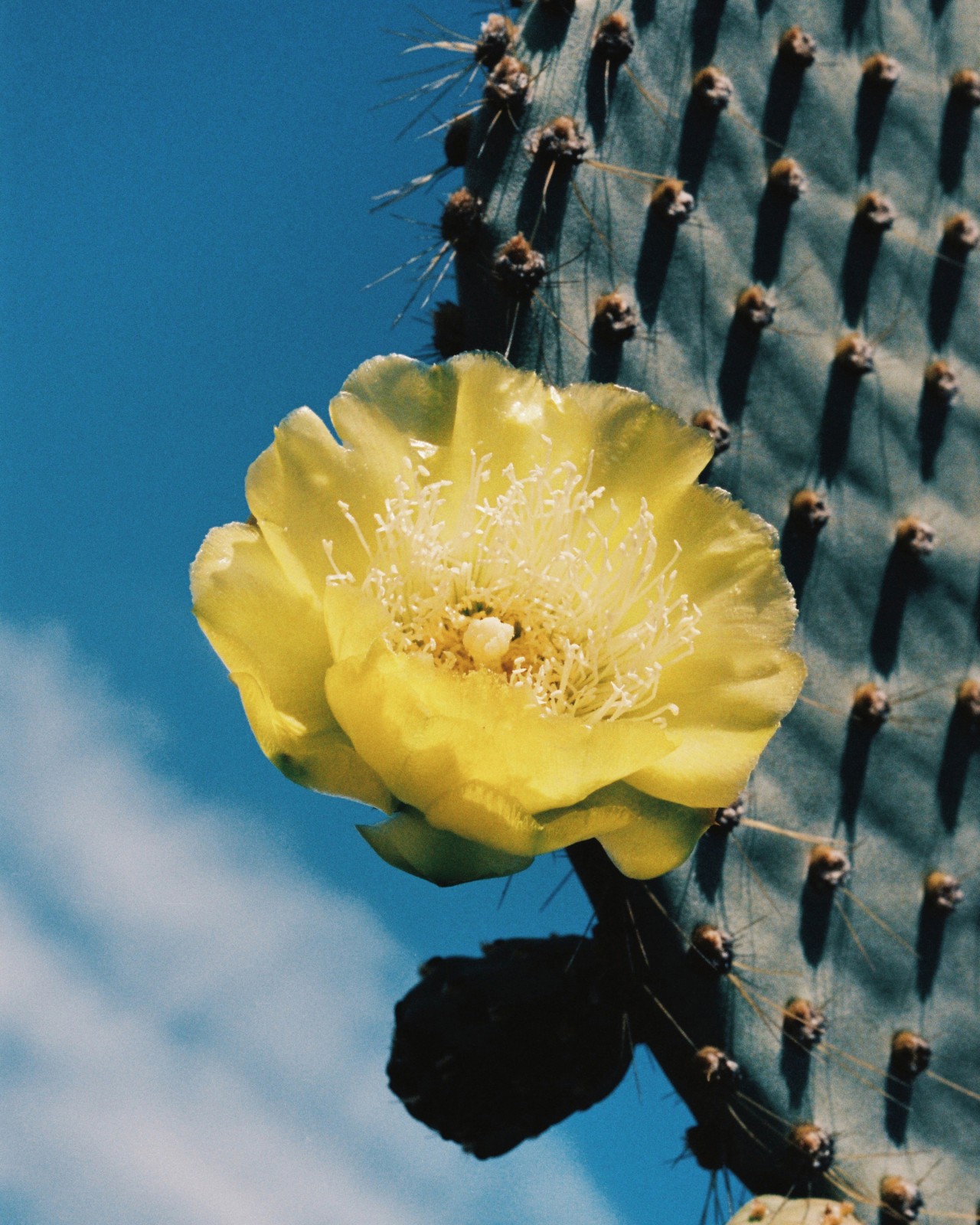 A vibrant yellow flower grows on the side of a cactus.