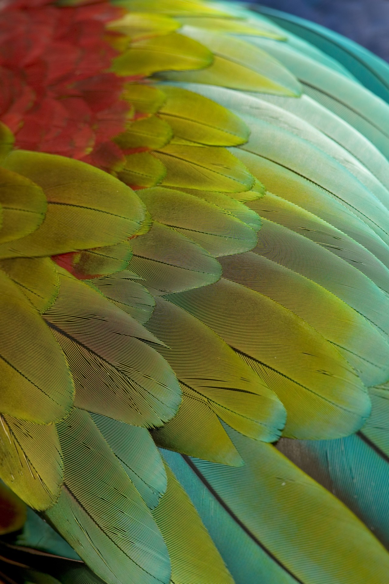 True Colors