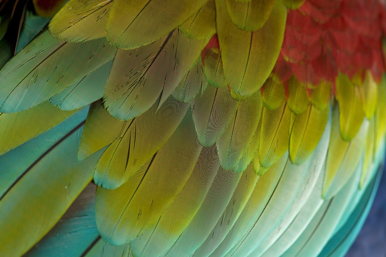 True Colors