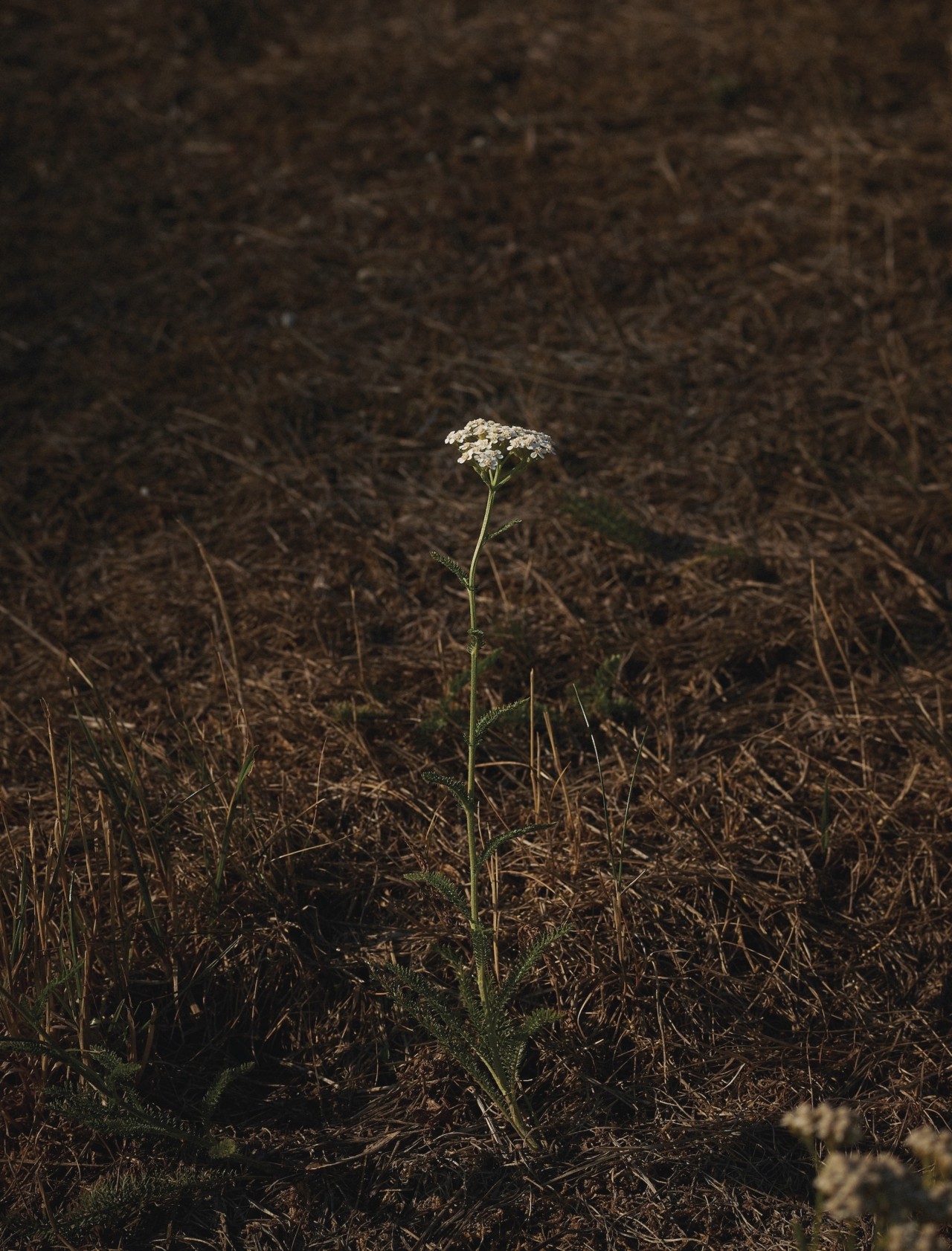 Can Plant Medicine Survive Climate Change?