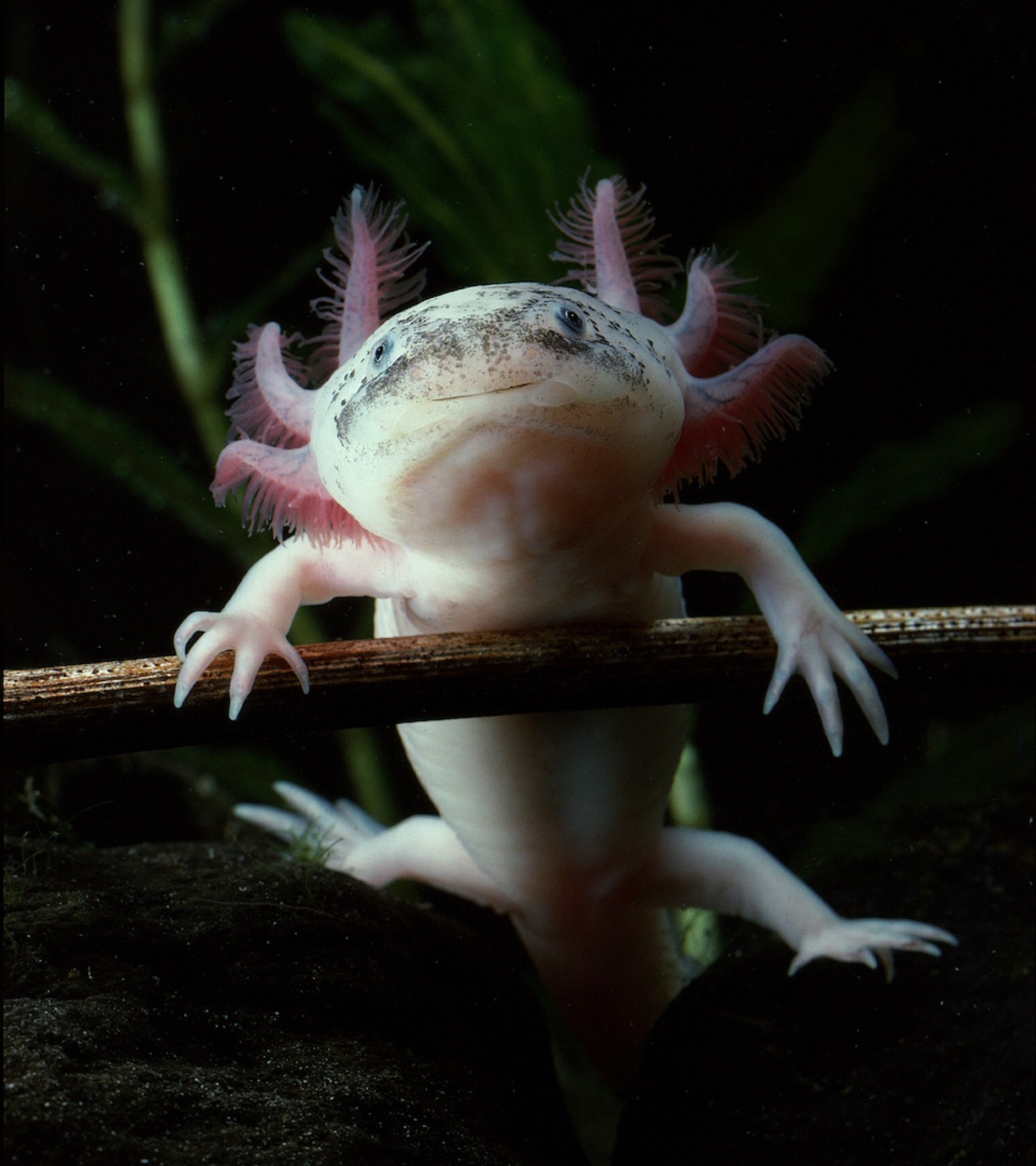 Rewilding the Axolotl