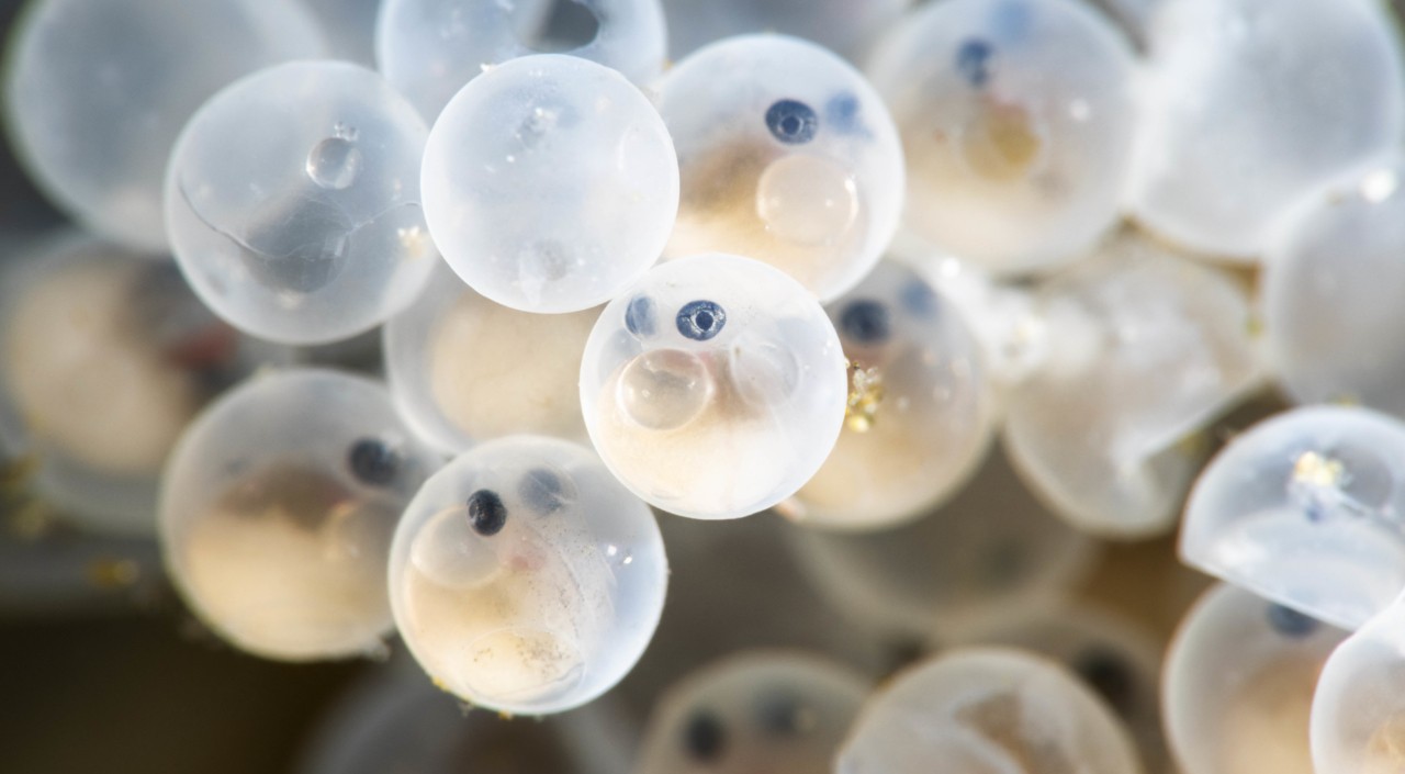 Creatures of Possibility